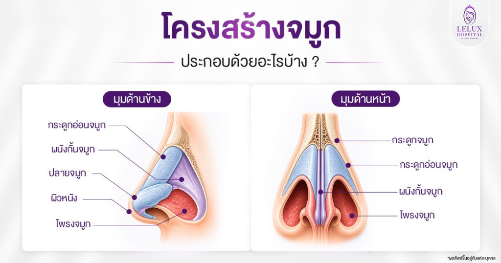 โครงสร้างของจมูกมีอะไรบ้าง